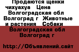 Продаются щенки чихуахуа › Цена ­ 8 000 - Волгоградская обл., Волгоград г. Животные и растения » Собаки   . Волгоградская обл.,Волгоград г.